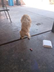 Found/Stray Male Dog last seen 37th Ave an W McLellan Blvd , Phoenix, AZ 85019