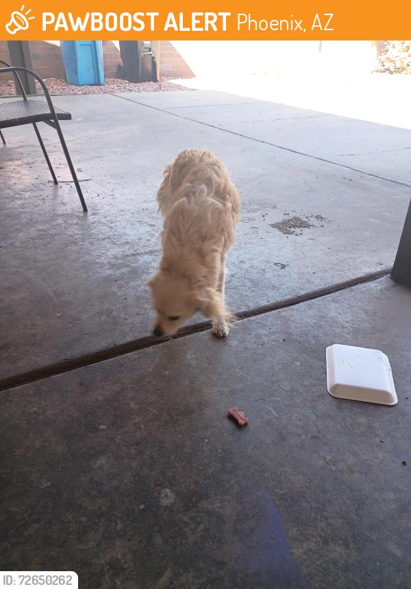 Found/Stray Male Dog last seen 37th Ave an W McLellan Blvd , Phoenix, AZ 85019