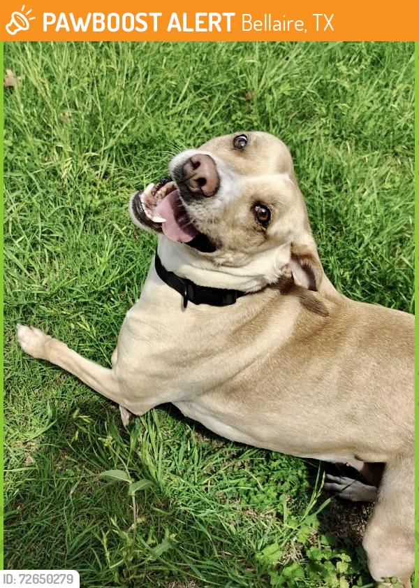 Found/Stray Female Dog last seen Bellaire High School, Bellaire, TX 77401