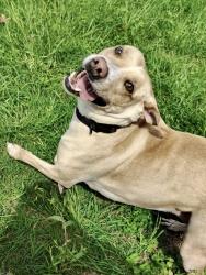 Found/Stray Female Dog last seen Bellaire High School, Bellaire, TX 77401