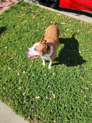 Found/Stray Female Dog last seen Just South of Stagg Elementary , Los Angeles, CA 91405