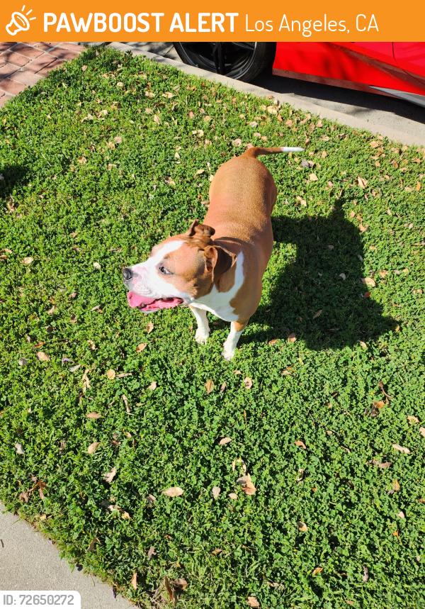Found/Stray Female Dog last seen Just South of Stagg Elementary , Los Angeles, CA 91405