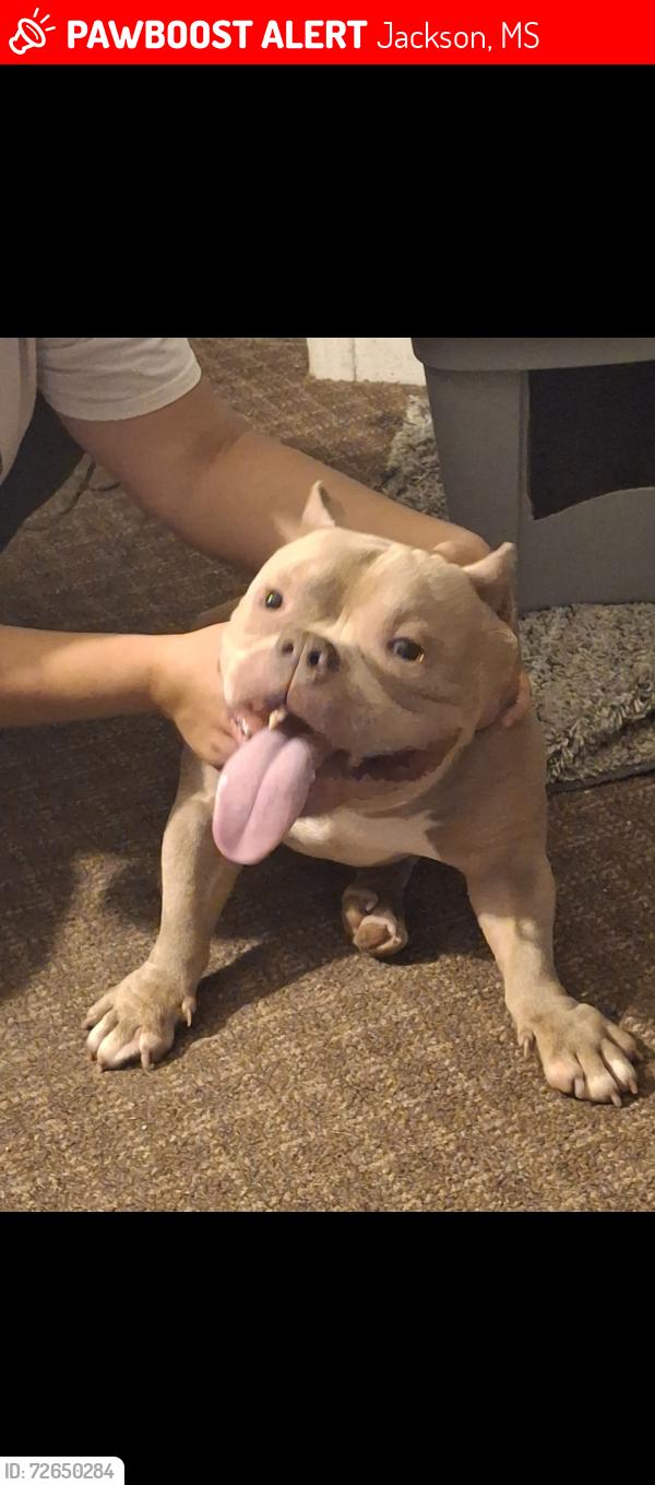 Lost Male Dog last seen Concord , Jackson, MS 39211
