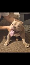 Lost Male Dog last seen Concord , Jackson, MS 39211
