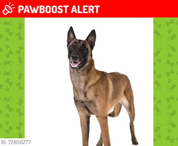Lost Male Dog last seen Lonehill , petunia, Route 66, Los Angeles County, CA 91773