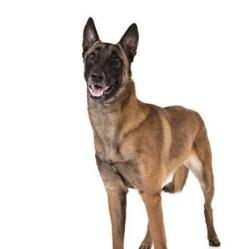 Lost Male Dog last seen Lonehill , petunia, Route 66, Los Angeles County, CA 91773