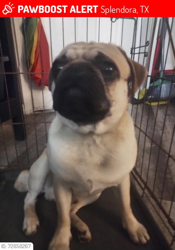 Lost Male Dog last seen Near County Road, Splendora, TX 77372