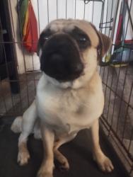 Lost Male Dog last seen Near County Road, Splendora, TX 77372