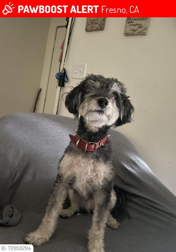 Lost Male Dog last seen Herndon and millbrook, Fresno, CA 93720