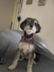 Lost Male Dog last seen Herndon and millbrook, Fresno, CA 93720