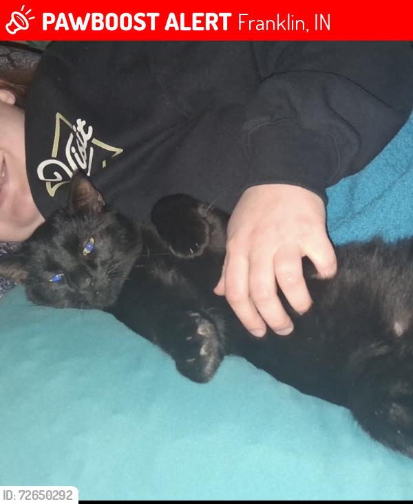 Lost Male Cat last seen Franklin Court trailer park, Franklin, IN 46131