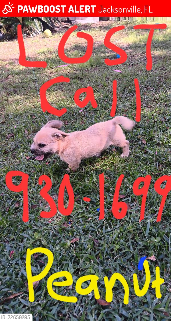 Lost Male Dog last seen Lone Star Rd and Lansdowne st, Jacksonville, FL 32211