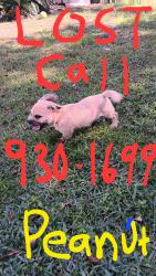 Lost Male Dog last seen Lone Star Rd and Lansdowne st, Jacksonville, FL 32211