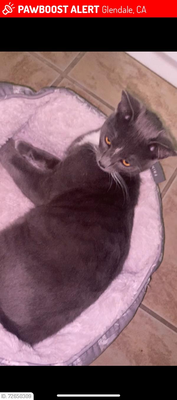 Lost Male Cat last seen Allen, Glendale, CA 91201