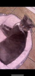 Lost Male Cat last seen Allen, Glendale, CA 91201