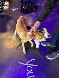 Found/Stray Male Dog last seen Near DRUS, Memphis, TN 38104