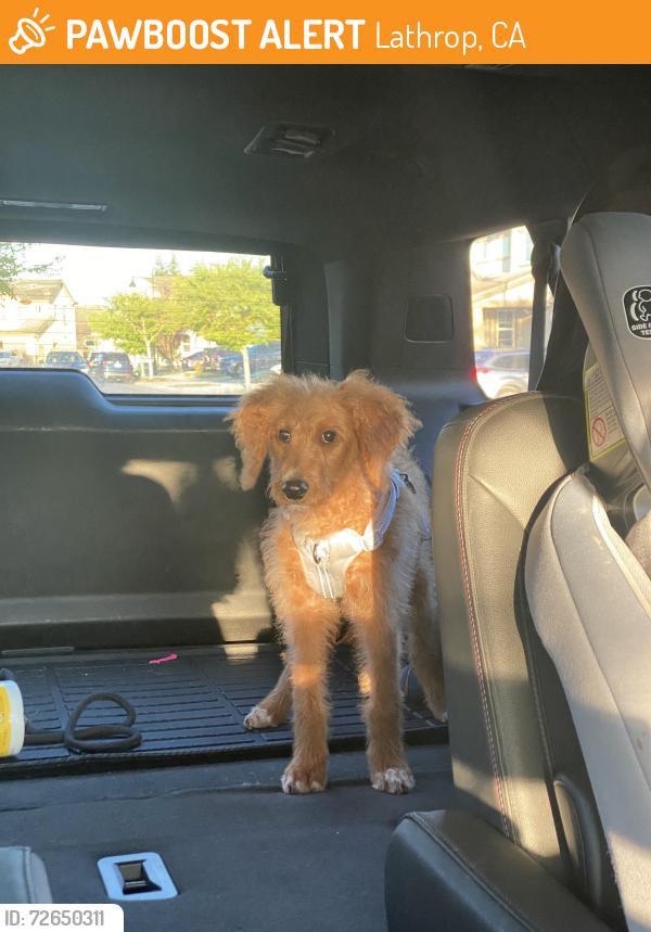 Found/Stray Unknown Dog last seen Academy and Spence, Lathrop, CA 95330