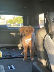 Found/Stray Unknown Dog last seen Academy and Spence, Lathrop, CA 95330