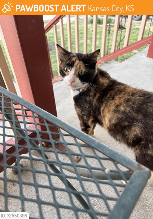Found/Stray Unknown Cat last seen 40th and Adams Street Kansas City, KS  66103, Kansas City, KS 66103