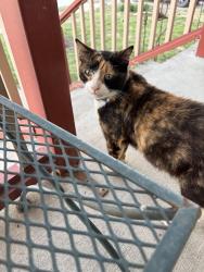 Found/Stray Unknown Cat last seen 40th and Adams Street Kansas City, KS  66103, Kansas City, KS 66103