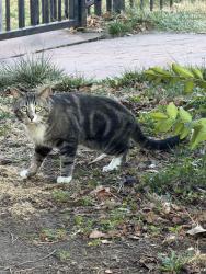 Found/Stray Unknown Cat last seen Near and race in Denver, Denver, CO 80206