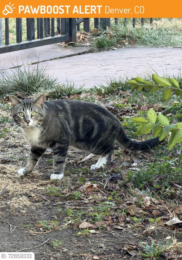 Found/Stray Unknown Cat last seen Near and race in Denver, Denver, CO 80206