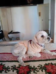 Lost Male Dog last seen Ethanac Rd, Menifee, CA 92586