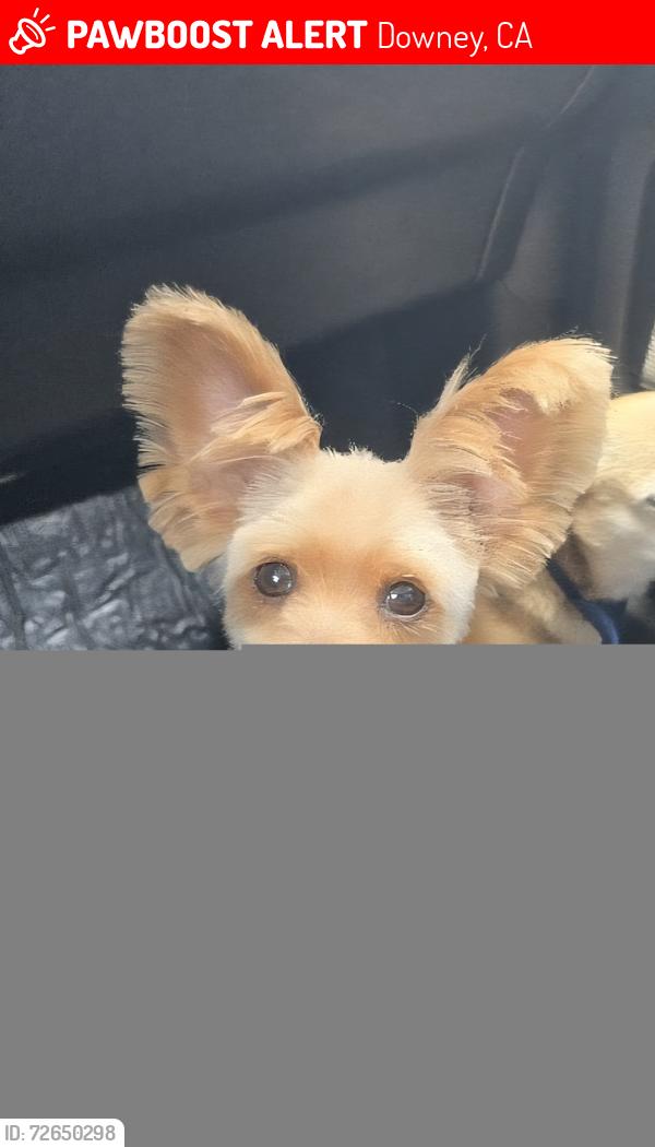 Lost Female Dog last seen Brookshire Avenue and Cherokee drive, Downey, CA 90241