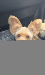 Lost Female Dog last seen Brookshire Avenue and Cherokee drive, Downey, CA 90241