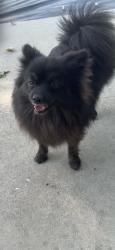 Found/Stray Male Dog last seen Rosecrans and dunrobin, Bellflower, CA 90706