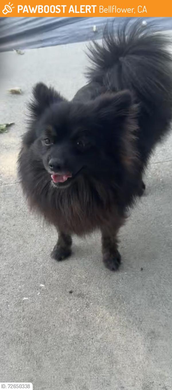 Found/Stray Male Dog last seen Rosecrans and dunrobin, Bellflower, CA 90706