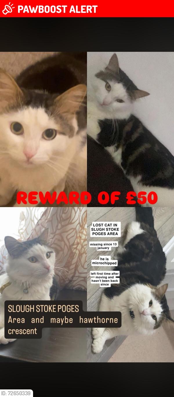 Lost Male Cat last seen stokepoges, Berkshire, England SL1