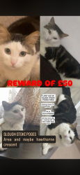 Lost Male Cat last seen stokepoges, Berkshire, England SL1