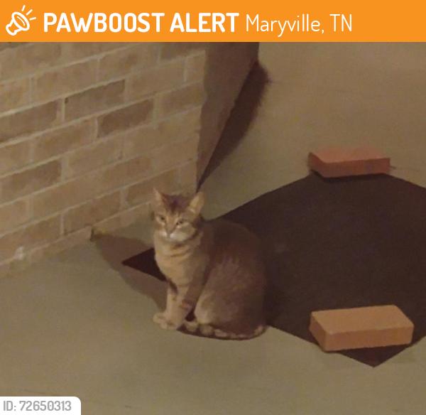 Found/Stray Unknown Cat last seen Legends Way and Indian Wells, Maryville, TN 37801