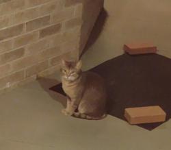 Found/Stray Unknown Cat last seen Legends Way and Indian Wells, Maryville, TN 37801