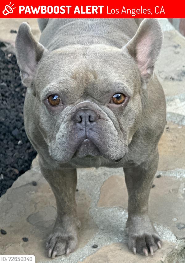 Lost Male Dog last seen 124th St & Slater Ave, Los Angeles, CA 90059