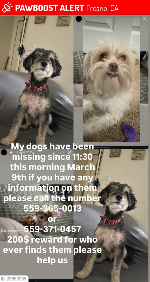Lost Male Dog last seen Herndon and Milbrook, Fresno, CA 93720