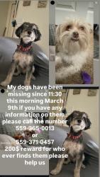 Lost Male Dog last seen Herndon and Milbrook, Fresno, CA 93720