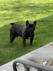 Found/Stray Male Dog last seen Old farm and snow rd , Bakersfield, CA 93312