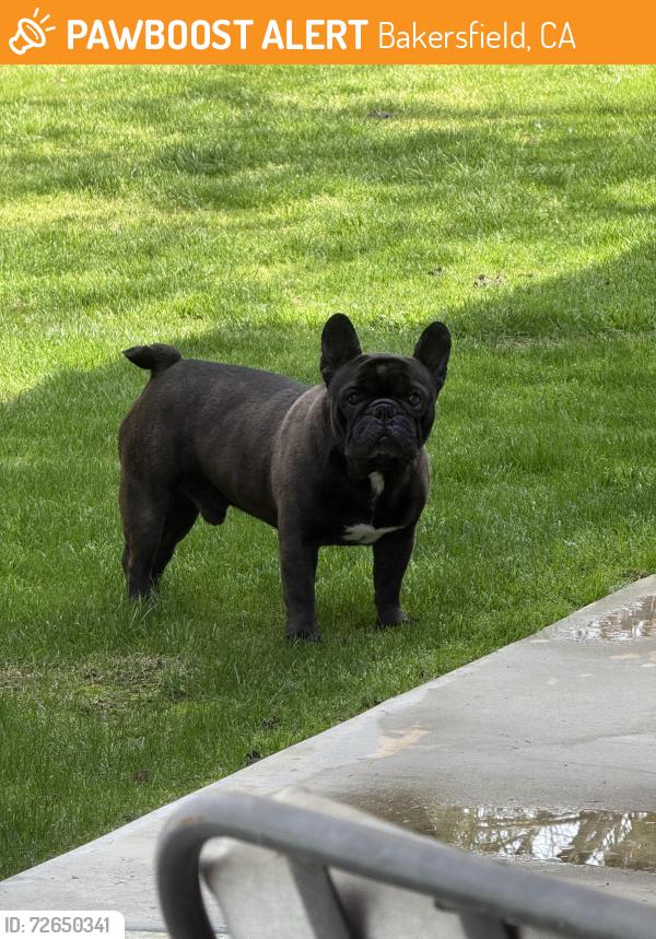 Found/Stray Male Dog last seen Old farm and snow rd , Bakersfield, CA 93312