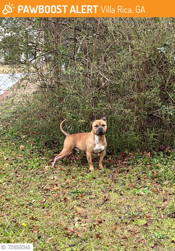 Found/Stray Male Dog last seen North Van Wert, Villa Rica, GA 30180
