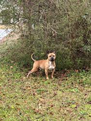 Found/Stray Male Dog last seen North Van Wert, Villa Rica, GA 30180