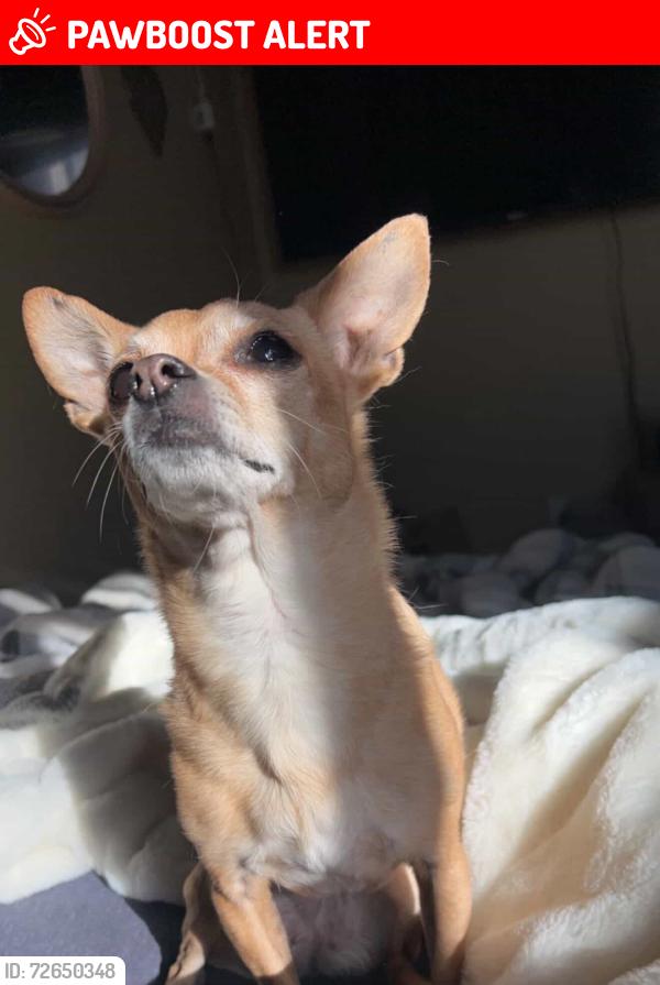 Lost Female Dog last seen Barnes and markshuffle , Colorado Springs, CO 80922
