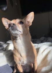 Lost Female Dog last seen Barnes and markshuffle , Colorado Springs, CO 80922