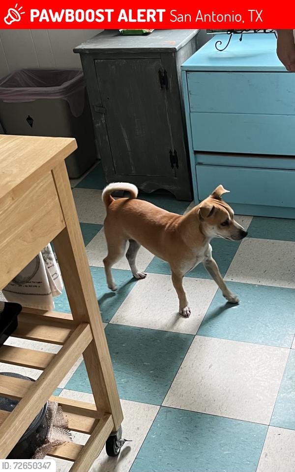 Lost Male Dog last seen Woodlawn lake near dance center , San Antonio, TX 78201