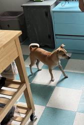 Lost Male Dog last seen Woodlawn lake near dance center , San Antonio, TX 78201