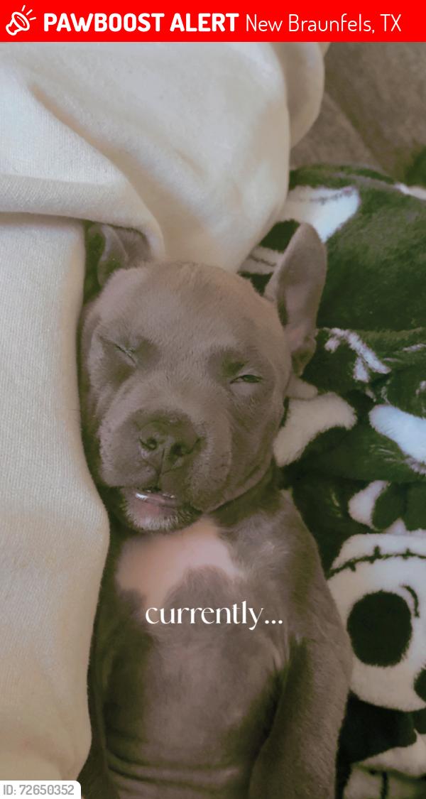 Lost Male Dog last seen Lorelei ln, New Braunfels, TX 78130