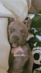 Lost Male Dog last seen Lorelei ln, New Braunfels, TX 78130