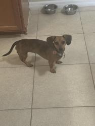 Lost Female Dog last seen Sw 39th st and sw 5th pl , Cape Coral, FL 33914