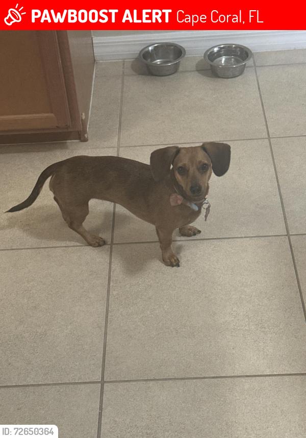 Lost Female Dog last seen Sw 39th st and sw 5th pl , Cape Coral, FL 33914